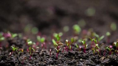 Timelapse 'de bitki yetiştirme, topraktaki tohumlardan filizlenme, bahar sezonunda çiftçilik ve bahçıvanlık. 8k çözünürlükte çekiliyor.