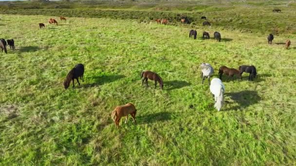 Herd Horses Graast Eindeloze Velden Van Ijsland Pure Noordelijke Natuur — Stockvideo