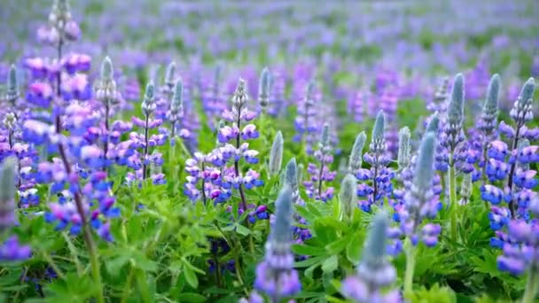 有粉色紫色和蓝色花朵的卢平原野 在一个阳光明媚的夏日 卢平的花朵在冰岛的微风中摇曳 高质量的4K镜头 — 图库视频影像