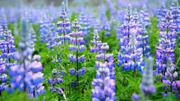 Pembe Mor Mavi Çiçekli Lupine Field Lupine Çiçekleri Güneşli Bir — Stok video