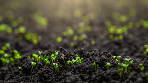 植物随时间的推移而生长 在春季季节从土壤中的种子中发芽 耕作和播种 以8K解像度射击 — 图库视频影像