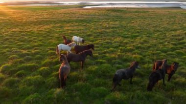 İzlanda 'nın uçsuz bucaksız çayırlarında at sürüsü otluyor. Saf kuzey doğası. Doğal Hayvan Çiftliği, Çiftlik hayvanları. İzlanda 'nın Vahşi Atı. 4k.
