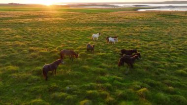İzlanda 'nın uçsuz bucaksız çayırlarında at sürüsü otluyor. Saf kuzey doğası. Doğal Hayvan Çiftliği, Çiftlik hayvanları. İzlanda 'nın Vahşi Atı. 4k.