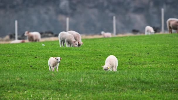 Sheep Lambs Ecologically Clean Region Rural Scene Green Meadow Summer — 图库视频影像