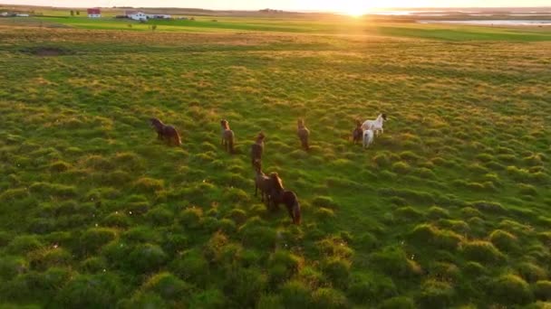 冰岛无边无际的田野里 成群的马群在吃草 纯正的北方自然自然畜牧业 畜牧业 冰岛野马 — 图库视频影像