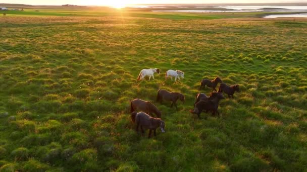 冰岛无边无际的田野里 成群的马群在吃草 纯正的北方自然自然畜牧业 畜牧业 冰岛野马 — 图库视频影像