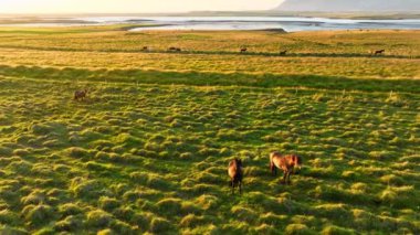 İzlanda 'nın uçsuz bucaksız çayırlarında at sürüsü otluyor. Saf kuzey doğası. Doğal Hayvan Çiftliği, Çiftlik hayvanları. İzlanda 'nın Vahşi Atı. 4k.