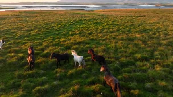 Stádo Koní Pasoucí Nekonečných Polích Islandu Čistá Severní Příroda Živočišná — Stock video