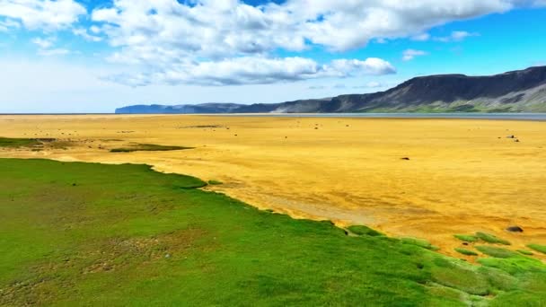 Beach Golden Sand Green Grass Ocean Iceland Unusual Fascinating Landscape — Stock Video