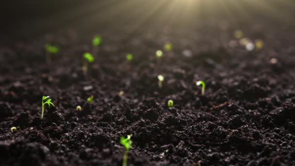 Cultivando Plantas Timelapse Brotos Germinação Sementes Recém Nascidos Nascimento Uma — Vídeo de Stock