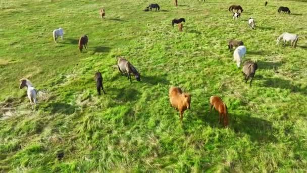 冰岛草原上的一群马 独特的冰岛马放牧 生态清洁的环境中的农村动物 航空视图4K — 图库视频影像