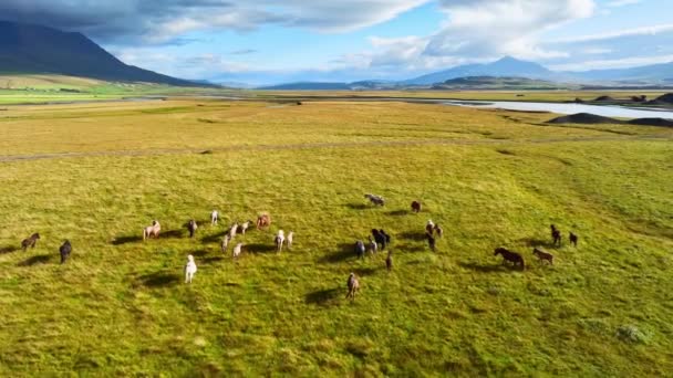 Uma Manada Cavalos Nos Prados Islândia Cavalos Islandeses Únicos Pastando — Vídeo de Stock