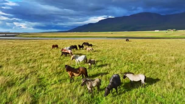 Stado Koni Łąkach Islandii Wyjątkowe Konie Islandzkie Wypas Zwierzęta Wiejskie — Wideo stockowe
