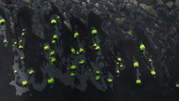 Чорний Пляж Ісландії Вид Повітря Зелена Трава Росте Чорного Піску — стокове відео