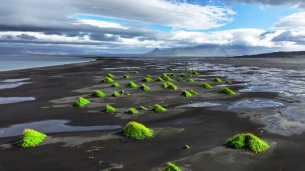 Чорний Пляж Ісландії Вид Повітря Зелена Трава Росте Чорного Піску — стокове відео