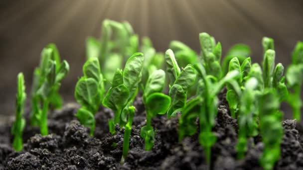 Timelapse Growing Plants Basil Lens Flare Alfalfa Grows Dynamically Birth — Vídeo de Stock