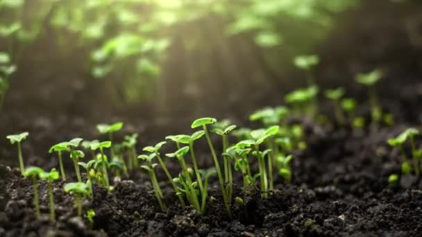 Timelapse Growing Plants Basil Lens Flare Alfalfa Grows Dynamically Birth — Vídeos de Stock