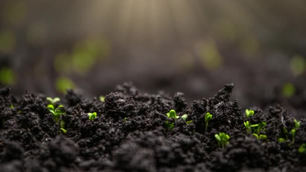 在时间流逝的过程中生长着植物 发芽发芽 生菜沙拉生长旺盛 种子在土壤中发芽 新生儿种子 自然界新生命的诞生 种子在地下生长 — 图库视频影像