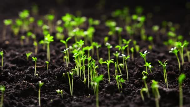 Timelapse Growing Plants Basil Lens Flare Alfalfa Grows Dynamically Birth — Stock Video