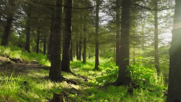 早春的森林 晨阳下的绿针叶树 阳光明媚的青松 走在狭窄的林间小径上 高质量的4K镜头 — 图库视频影像