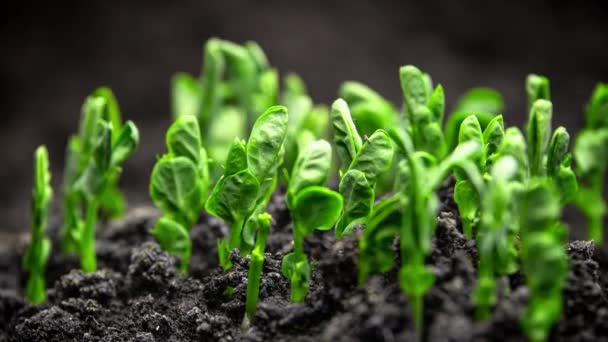 Timelapse Growing Plants Basil Lens Flare Alfalfa Grows Dynamically Birth — Wideo stockowe