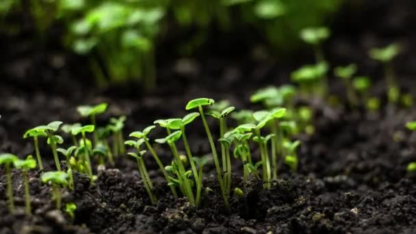 Timelapse Growing Plants Basil Lens Flare Alfalfa Grows Dynamically Birth — Vídeos de Stock