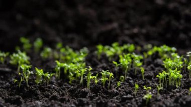 Timelapse of growing plants of basil with lens flare. Alfalfa grows dynamically. The birth of a new life in nature. Cutting a sprout through the ground. High quality 4k footage. 
