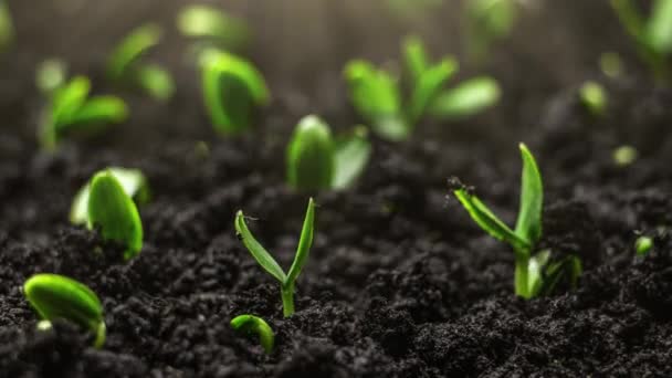 Timelapse Growing Plants Basil Lens Flare Alfalfa Grows Dynamically Birth — стоковое видео