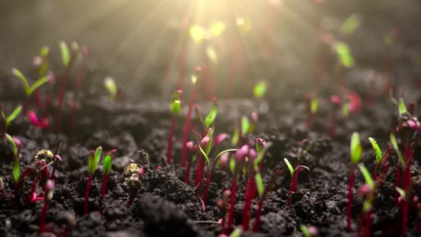 Timelapse Growing Plants Basil Lens Flare Alfalfa Grows Dynamically Birth — Video Stock