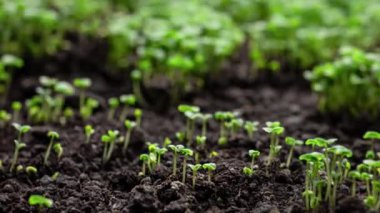 Taze Yeşil Bitkiler Zamanda Büyüyor Salatalık filizleri Topraktaki Tohumlardan Güzel Tarım İlkbaharda Yeşil Tohumlar Islak Toprakta 8 km Çözünürlükte.