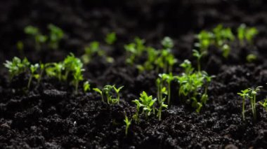 Taze Yeşil Bitkiler Zamanda Büyüyor Salatalık filizleri Topraktaki Tohumlardan Güzel Tarım İlkbaharda Yeşil Tohumlar Islak Toprakta 8 km Çözünürlükte.