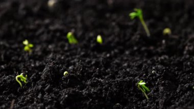Taze Yeşil Bitkiler Zamansal Hızla Büyür, Tohumlar Toprakta filizlenir, Baharda Güzel Tarım. Çekim 8k Çözünürlükte.