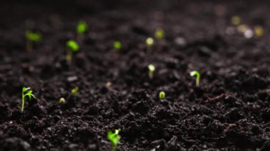 Taze Yeşil Bitkiler Zamansal Hızla Büyür, Tohumlar Toprakta filizlenir, Baharda Güzel Tarım. Çekim 8k Çözünürlükte.