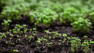 Taze Yeşil Bitkiler Zamansal Hızla Büyür, Tohumlar Toprakta filizlenir, Baharda Güzel Tarım. Çekim 8k Çözünürlükte.