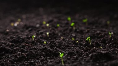 Zamanda yetişen bitkiler, filizlenen filizler sera tarımında hızla filizlenen bir filizlenme, 4k