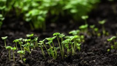 Zamanda yetişen bitkiler, filizlenen filizler sera tarımında hızla filizlenen bir filizlenme, 4k