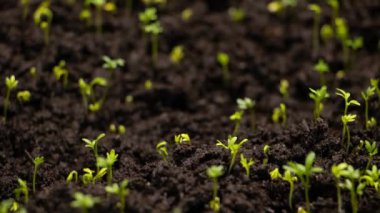 Taze Yeşil Bitkiler Zamanda Büyüyor Salatalık filizleri Topraktaki Tohumlardan Güzel Tarım İlkbaharda Yeşil Tohumlar Islak Toprakta 8 km Çözünürlükte.