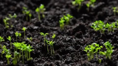 Taze Yeşil Bitkiler Zamanda Büyüyor Salatalık filizleri Topraktaki Tohumlardan Güzel Tarım İlkbaharda Yeşil Tohumlar Islak Toprakta 8 km Çözünürlükte.