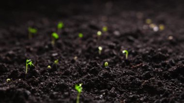 Timelapse of growing plants of basil with lens flare. Alfalfa grows dynamically. The birth of a new life in nature. Cutting a sprout through the ground. High quality 4k footage. 