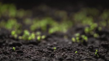 Timelapse of growing plants of basil with lens flare. Alfalfa grows dynamically. The birth of a new life in nature. Cutting a sprout through the ground. High quality 4k footage. 