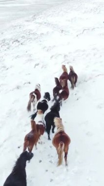 Kış Alanında Koşan Atlar. Kırsal Hayvanlar Kar Kaplı Çayır 'da. İzlanda 'da saf doğa. Donmuş Kuzey Manzarası Hava Görüntüsü 4k. Sosyal medya için çekim.