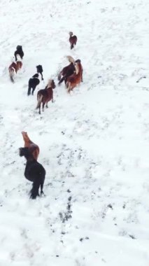 Kış Alanında Koşan Atlar. Kırsal Hayvanlar Kar Kaplı Çayır 'da. İzlanda 'da saf doğa. Donmuş Kuzey Manzarası Hava Görüntüsü 4k. Sosyal medya için çekim.