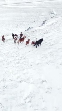 Kış Alanında Koşan Atlar. Kırsal Hayvanlar Kar Kaplı Çayır 'da. İzlanda 'da saf doğa. Donmuş Kuzey Manzarası Hava Görüntüsü 4k. Sosyal medya için çekim.