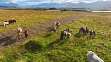 Gün batımında yeşil çayırlarda at sürüsü İzlanda 'da tarla, ekolojik olarak temiz çevrede kırsal hayvanlar yüksek kalitede 4K görüntü.