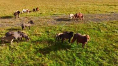 Gün batımında yeşil çayırlarda at sürüsü İzlanda 'da tarla, ekolojik olarak temiz çevrede kırsal hayvanlar yüksek kalitede 4K görüntü.