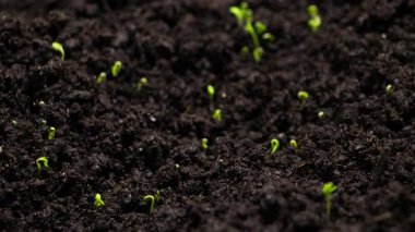 Taze Yeşil Bitkiler Zamanda Büyüyor Salatalık filizleri Topraktaki Tohumlardan Güzel Tarım İlkbaharda Yeşil Tohumlar Islak Toprakta 8 km Çözünürlükte.