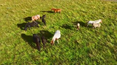 Yazın geniş İzlanda çayırlarında otlayan atlar çok sayıda hayvanın kuş bakışı görüntüsüdür. 4k.