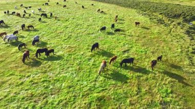 İzlanda 'nın uçsuz bucaksız çayırlarında at sürüsü otluyor. Saf kuzey doğası. Doğal Hayvan Çiftliği, Çiftlik hayvanları. İzlanda 'nın Vahşi Atı. Hava görüntüsü. Yüksek kalite 4k görüntü