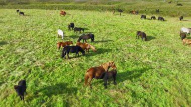 İzlanda 'nın uçsuz bucaksız çayırlarında at sürüsü otluyor. Saf kuzey doğası. Doğal Hayvan Çiftliği, Çiftlik hayvanları. İzlanda 'nın Vahşi Atı. Hava görüntüsü. Yüksek kalite 4k görüntü