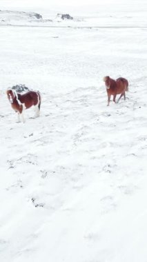 Kış Alanında Koşan Atlar. Kırsal Hayvanlar Kar Kaplı Çayır 'da. İzlanda 'da saf doğa. Donmuş Kuzey Manzarası Hava Görüntüsü 4k. Sosyal medya için çekim.